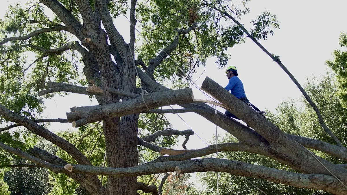 Professional Crown Thinning performed by certified arborists in Sugar Grove